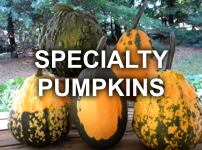 Specialty Pumpkins