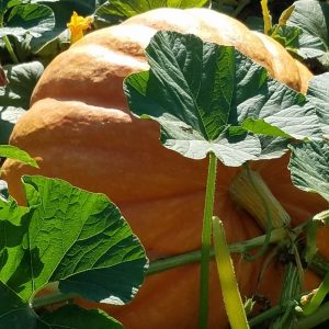 Growers Giant F1 Pumpkin