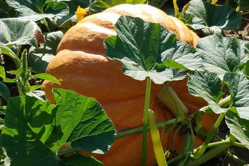 Giant Show Winner Pumpkin Seeds – 5 Rare Seeds For Planting, Easy To Grow
