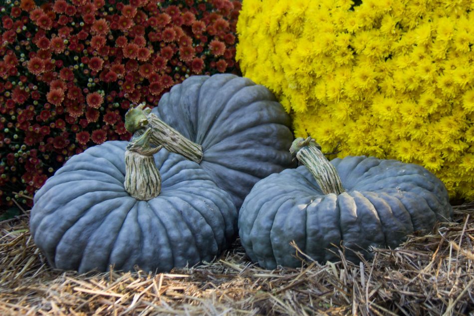 Royal Blue flat blue hybrid stacking pumpkin seed PMR