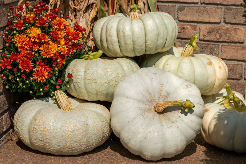 Unusual Pumpkin Moon Alakablamicon