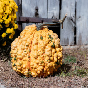 Kettle Corn F1 Pumpkin