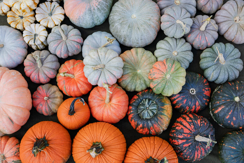 Pumpkin Hybrids from Outstanding Seed Company LLC