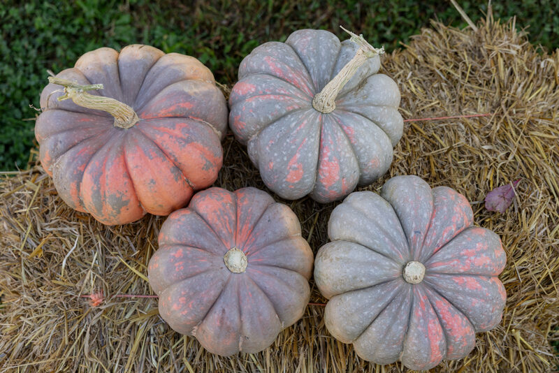 Starburst F1 Pumpkin