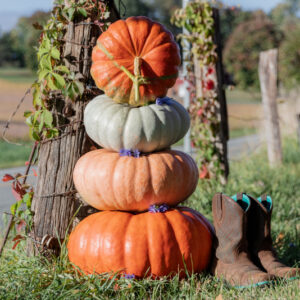 Wizard of Oz F1 Pumpkin