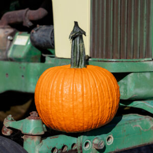 State Fair F1 Pumpkin