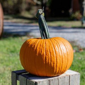 State Fair F1 Pumpkin