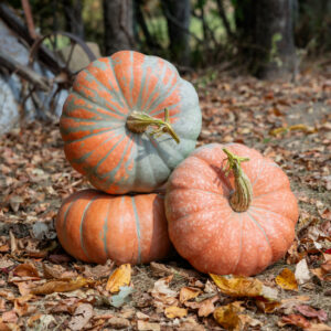Neverland F1 Pumpkin