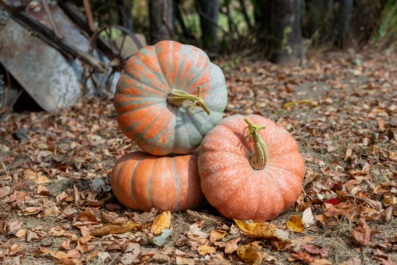 Neverland F1 Pumpkin