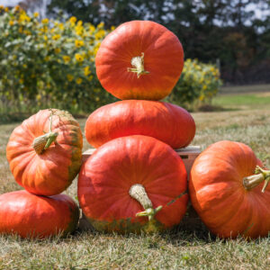 Radiance F1 Pumpkin