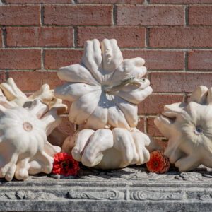 Starfish F1 Pumpkin