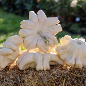 Starfish F1 Pumpkin