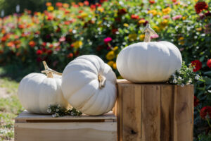 Moon Whisper F1 Pumpkin