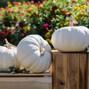 Moon Whisper F1 Pumpkin