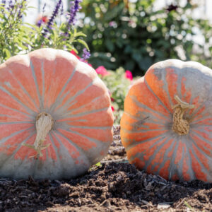 Neverland F1 Pumpkin