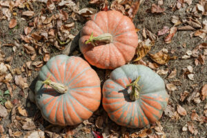 Neverland F1 Pumpkin