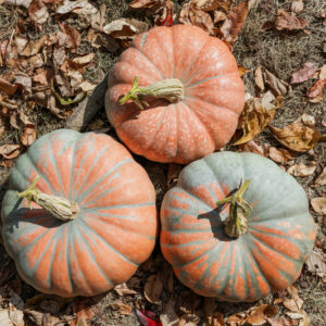 Neverland F1 Pumpkin