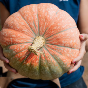 Neverland F1 Pumpkin