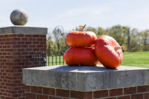 Radiance F1 Pumpkin