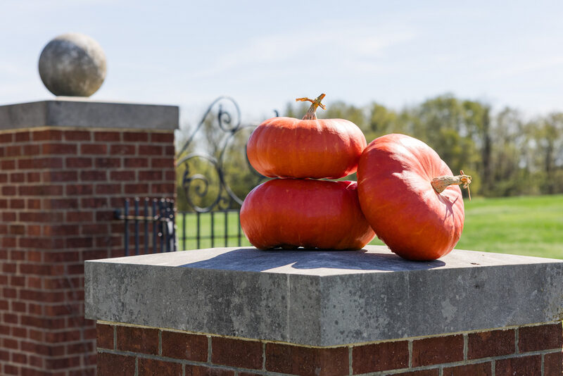 Radiance F1 Pumpkin