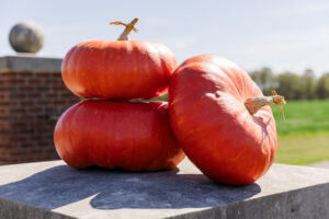 Radiance F1 Pumpkin