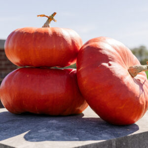Radiance F1 Pumpkin