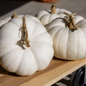 Moon Whisper F1 Pumpkin