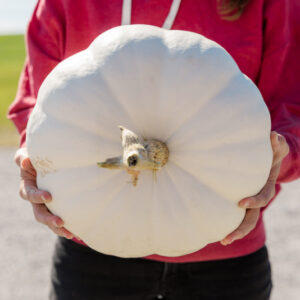 Moon Whisper F1 Pumpkin