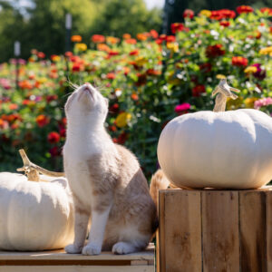 Moon Whisper F1 Pumpkin