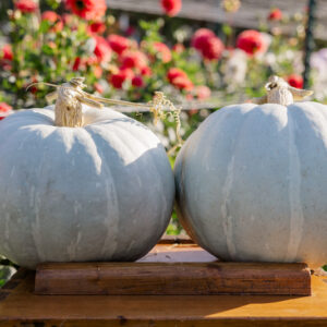 White Delight F1 Pumpkin