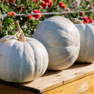 White Delight F1 Pumpkin