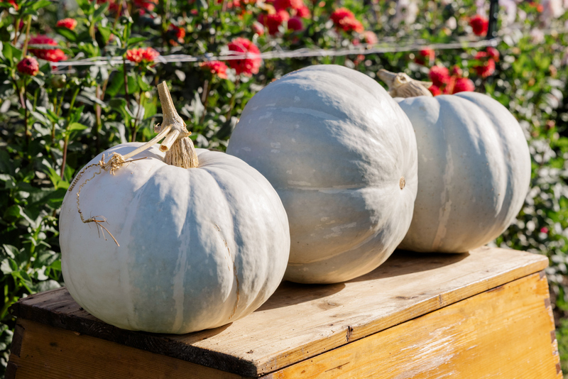 White Delight F1 Pumpkin