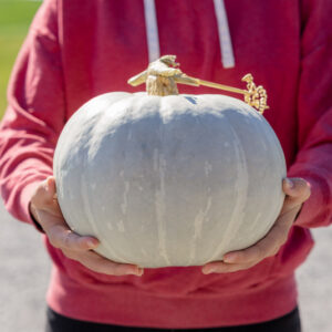 White Delight F1 Pumpkin
