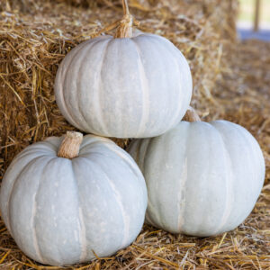 White Delight F1 Pumpkin