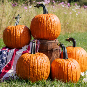 Hello Dolly F1 Pumpkin