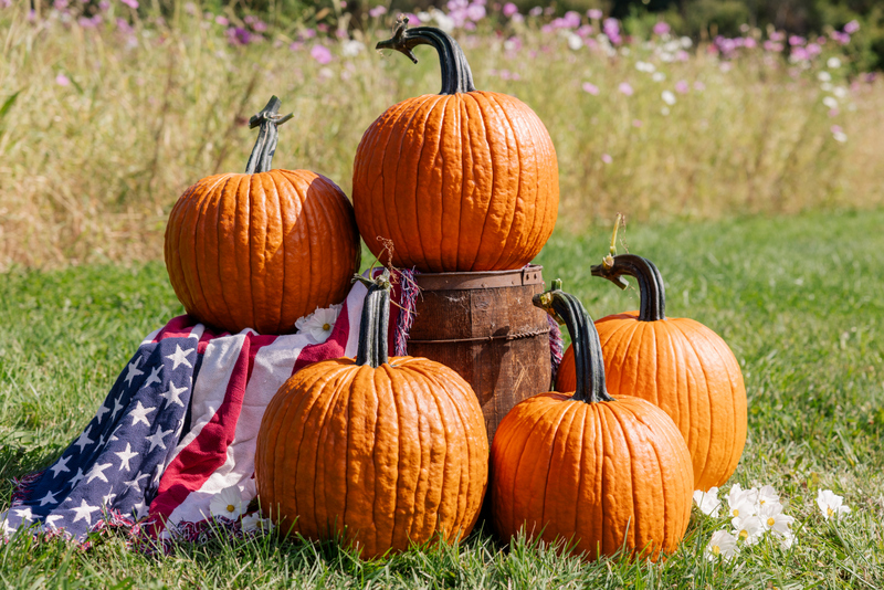 hello-dolly_9273_10-3-2026_web Hello Dolly F1 Pumpkin