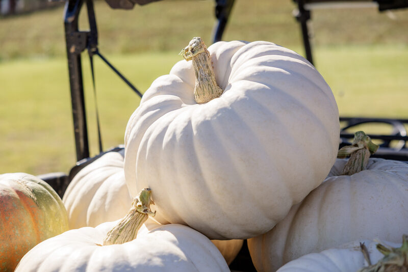 Keystone F1 Pumpkin