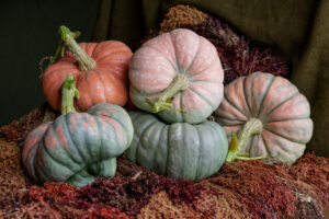 Rainbow Trout F1 Pumpkin