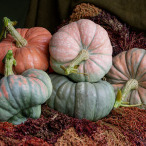 Rainbow Trout F1 Pumpkin