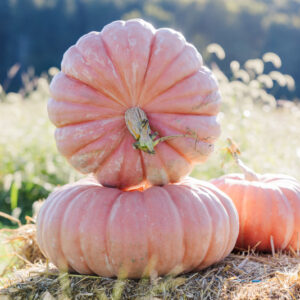 Sleeping Beauty F1 Pumpkin