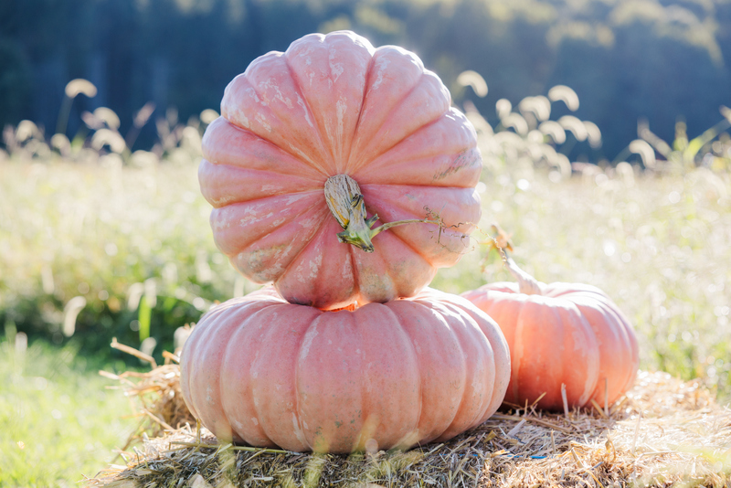 sleeping-beauty-9315_10-6-2026-web Sleeping Beauty F1 Pumpkin